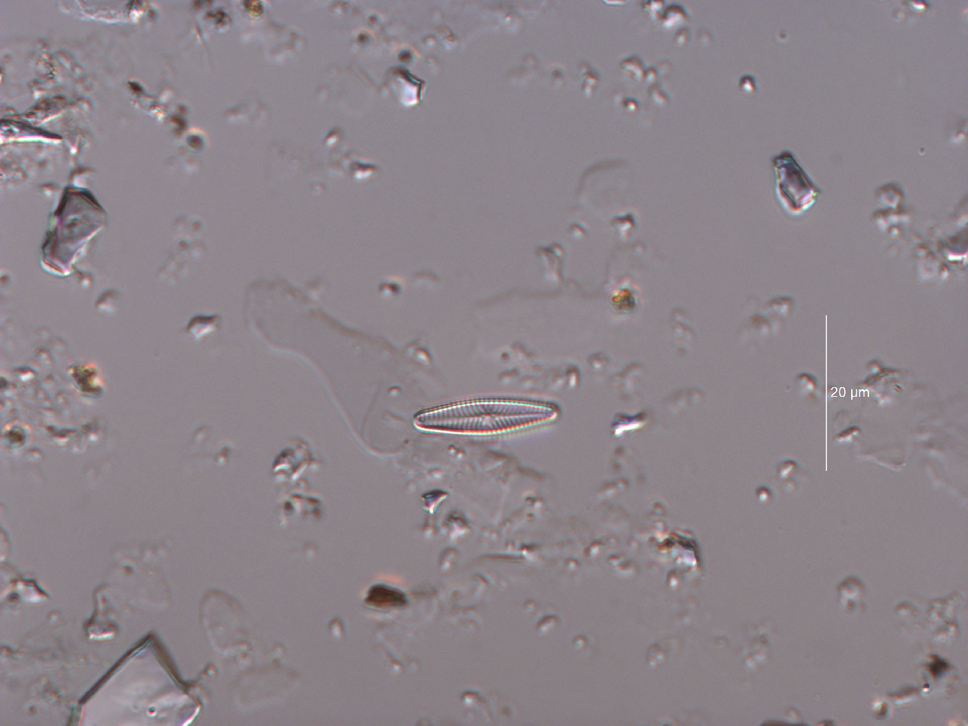 Navicula microcari image