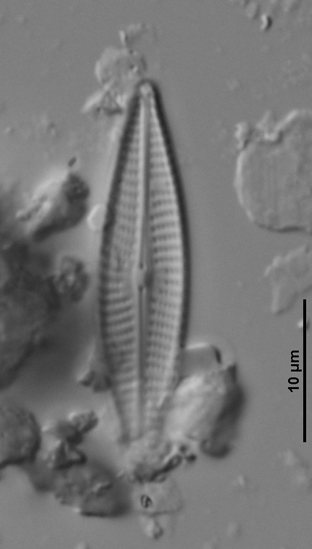 Navicula pseudolanceolata image