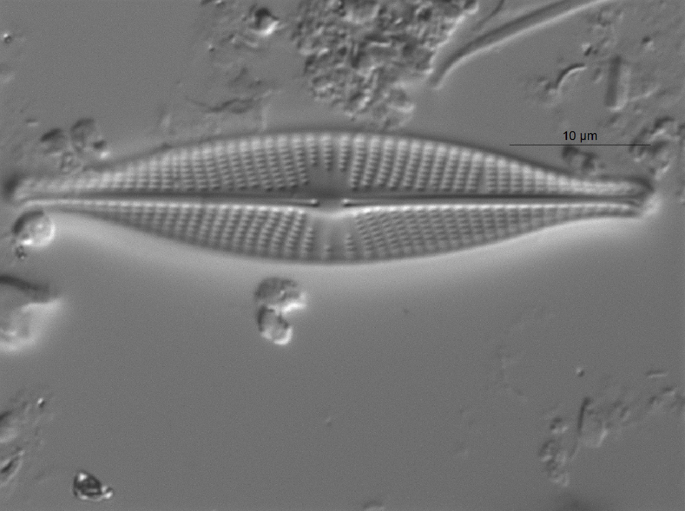 Navicula rhynchocephala image