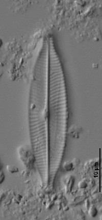 Navicula rostellata image