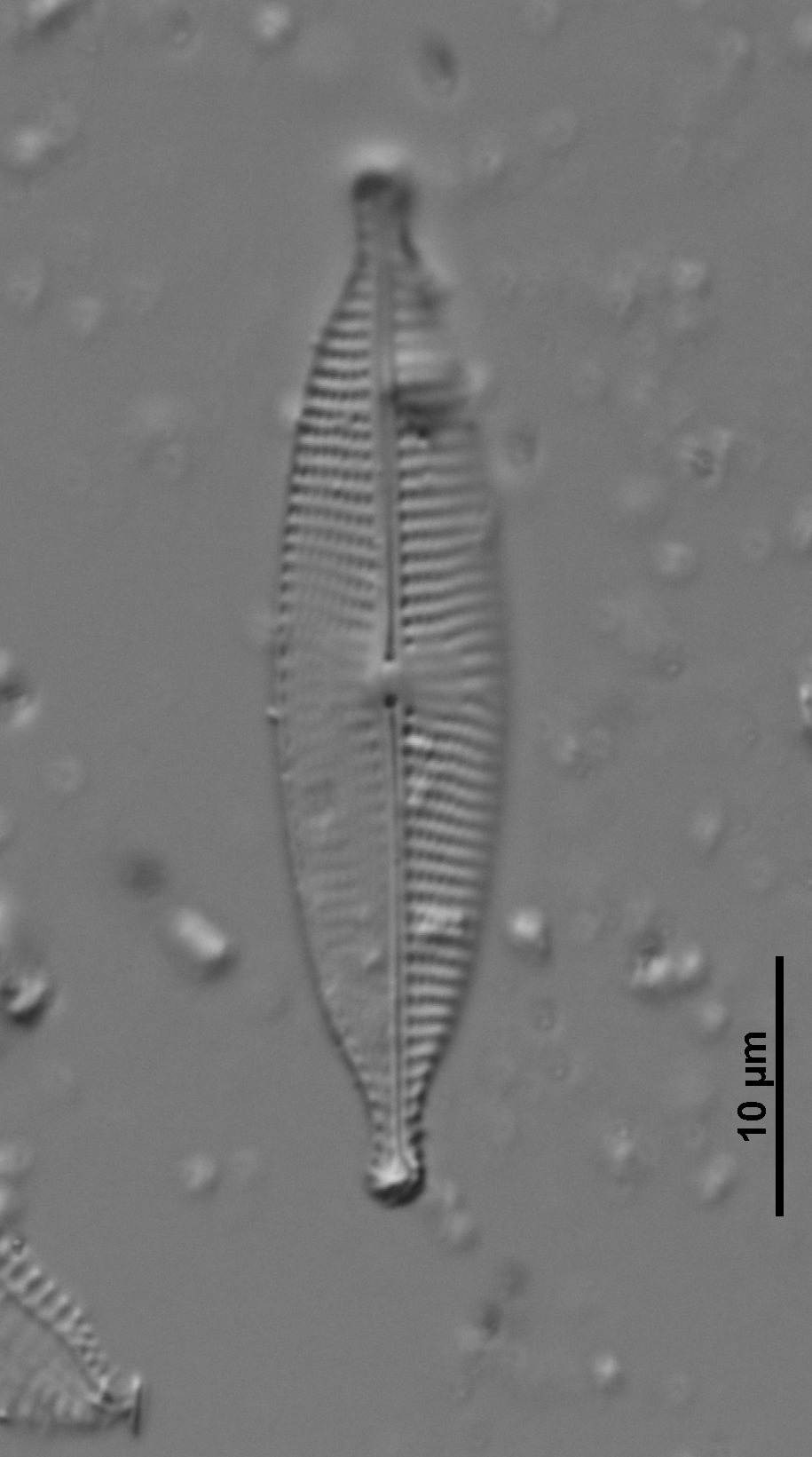 Navicula subrhynchocephala image