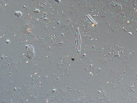 Navicula rostellata image