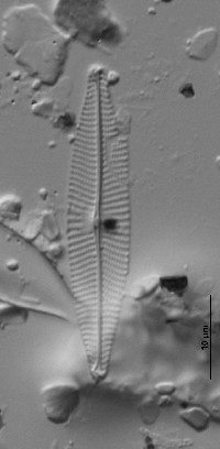 Navicula viridula image