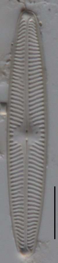 Image of Navicula angusta