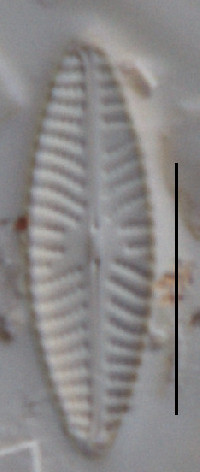 Navicula antonii image