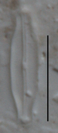 Navicula arvensis image