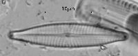 Navicula canalis image