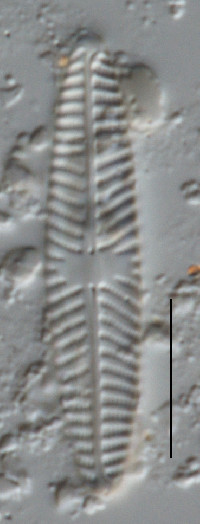 Image of Navicula cari