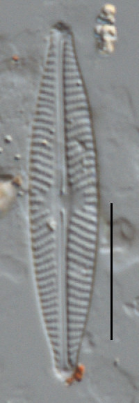 Image of Navicula lundii