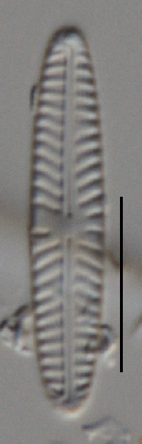 Image of Navicula cincta