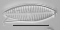 Image of Navicula cryptotenella