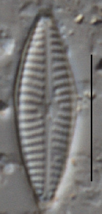 Navicula cryptotenelloides image