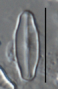 Image of Navicula difficillima