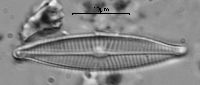 Navicula exilis image