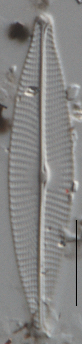 Navicula germainii image