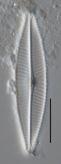 Navicula germainii image