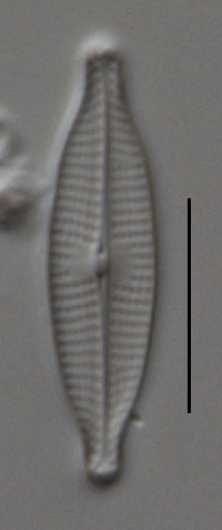 Navicula gregaria image