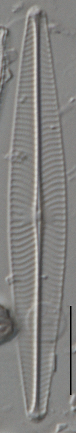 Navicula heimansioides image