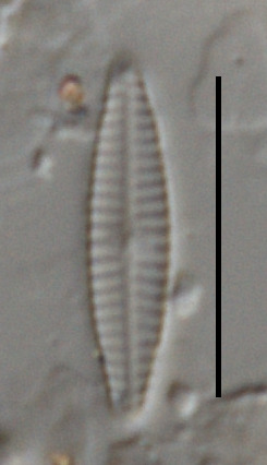 Navicula incertata image