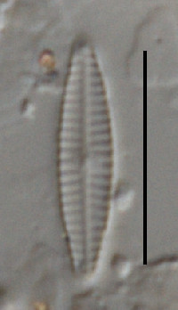 Image of Navicula incertata