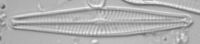 Image of Navicula leptostriata