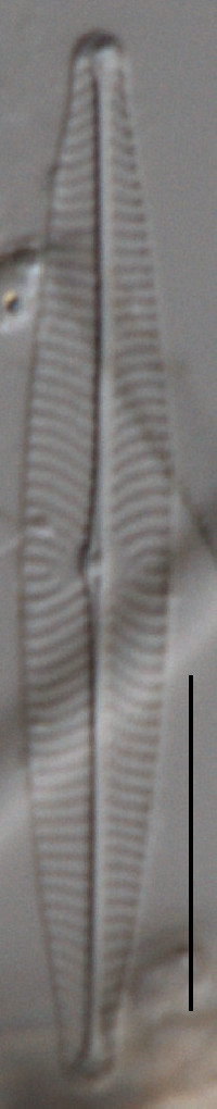 Navicula leptostriata image