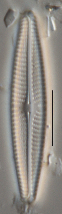 Navicula libonensis image