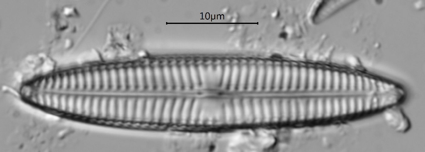 Navicula margalithii image