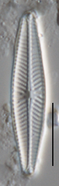 Navicula seibigiana image