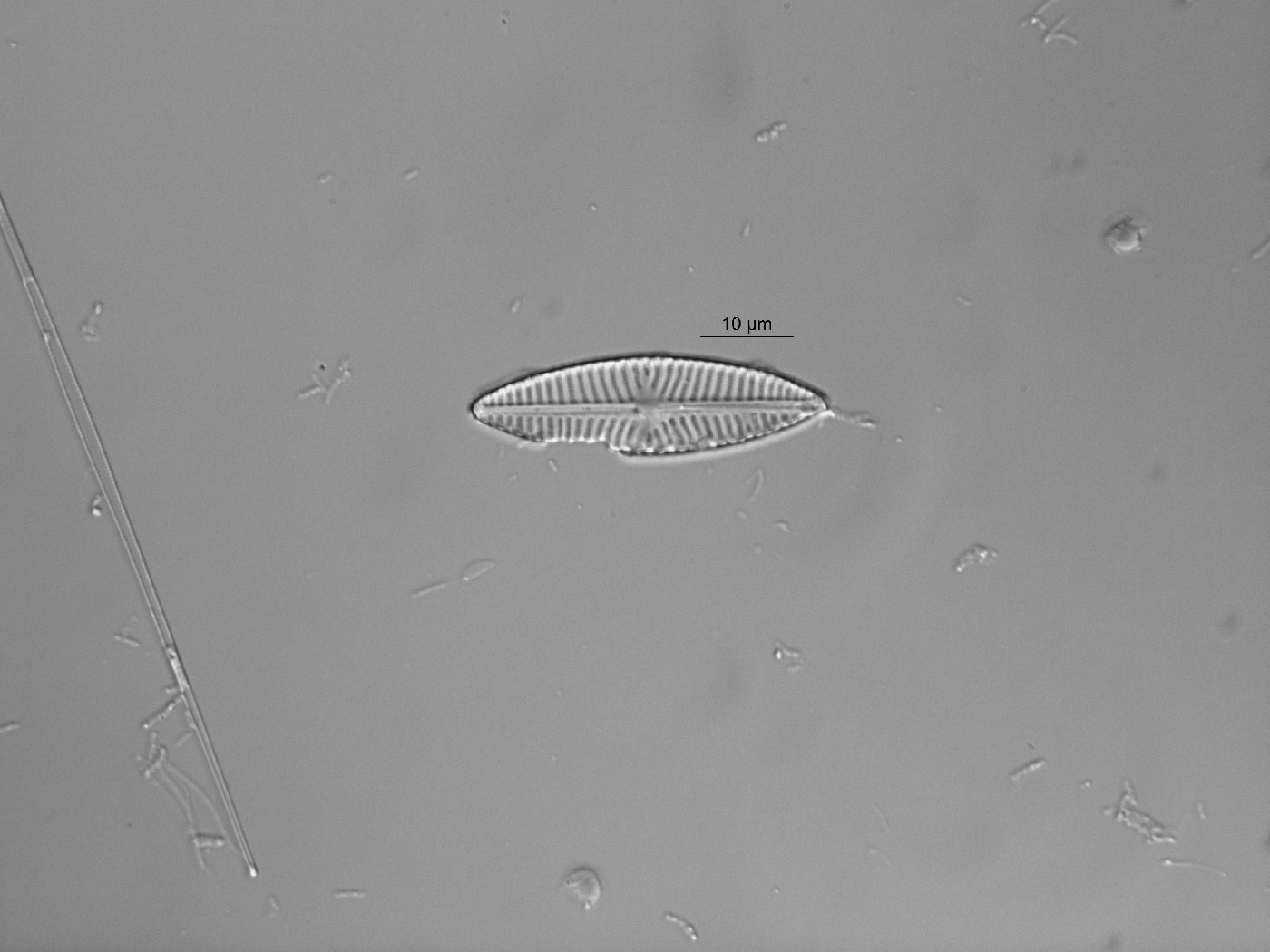 Navicula menisculus image