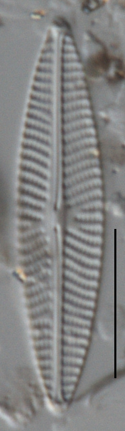 Navicula parablis image