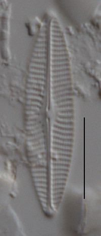 Navicula parablis image