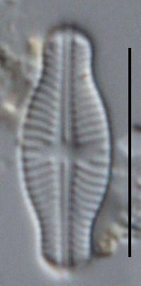 Navicula pseudoventralis image