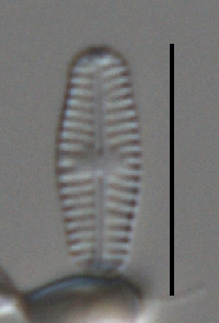Image of Navicula pseudoventralis