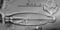 Navicula pseudobryophila image