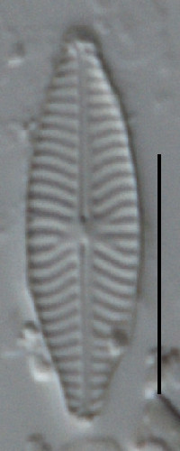 Navicula reichardtiana image