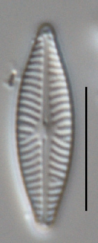 Navicula reichardtiana image