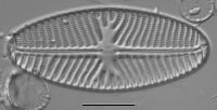 Navicula reinhardtii image