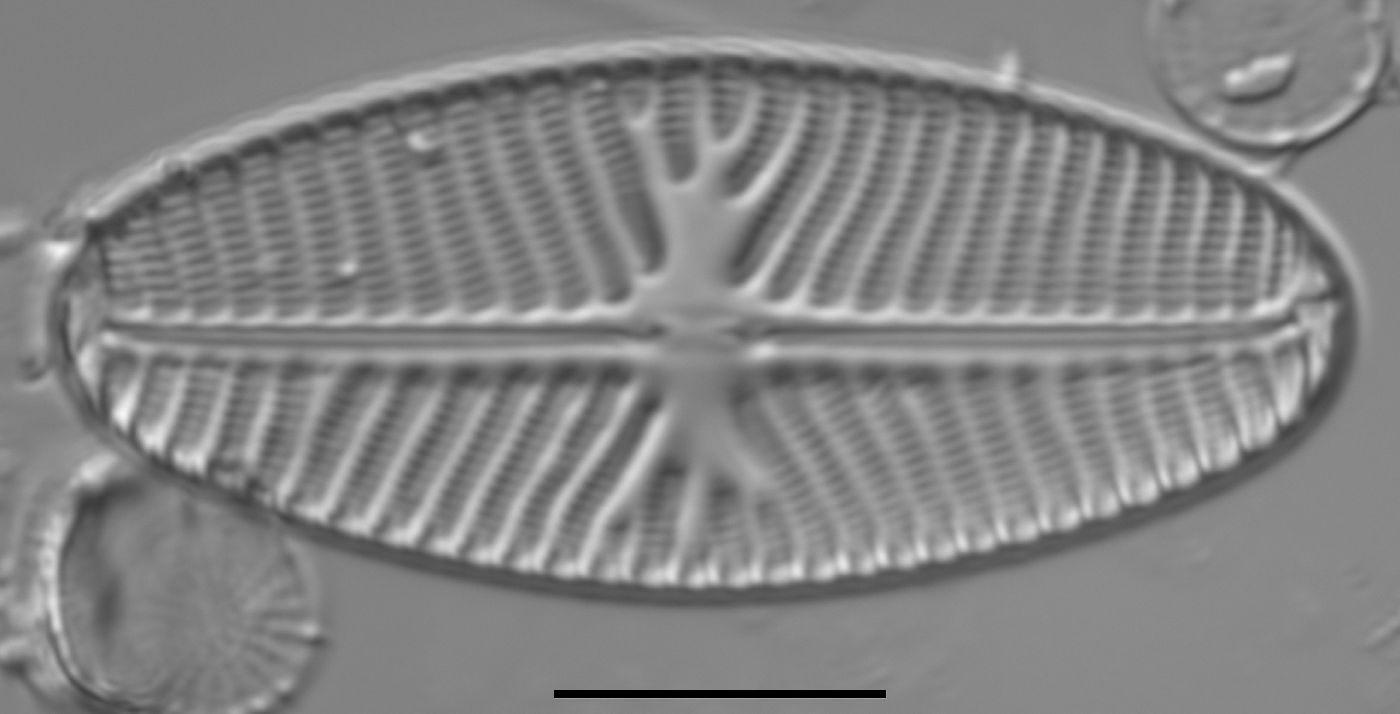 Navicula reinhardtii image