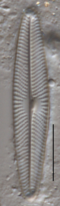 Navicula symmetrica image
