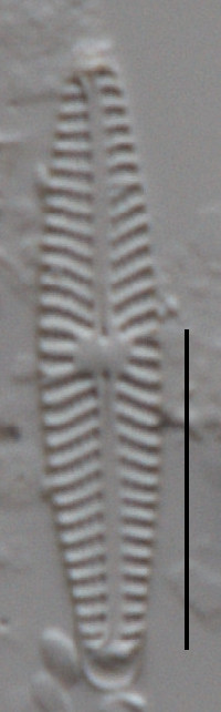 Navicula tenelloides image