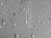 Navicula viridula image