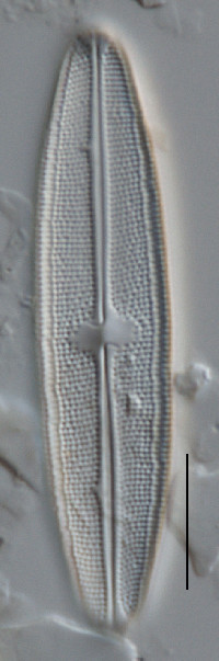 Image of Neidium affine