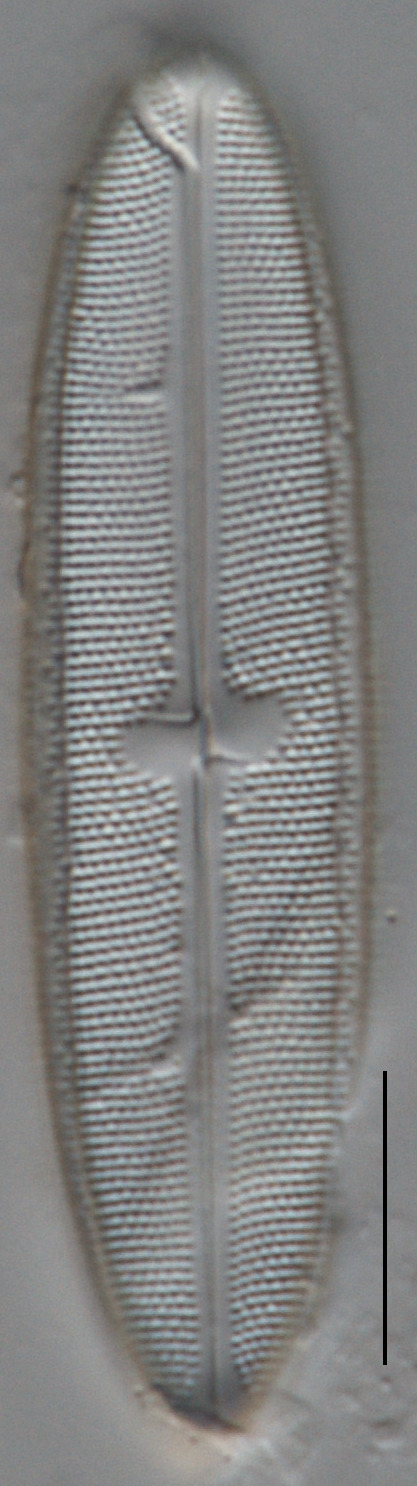 Neidium bisulcatum var. subampliatum image
