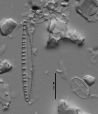 Psammothidium subatomoides image
