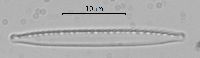 Nitzschia acidoclinata image