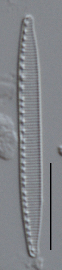 Nitzschia acidoclinata image