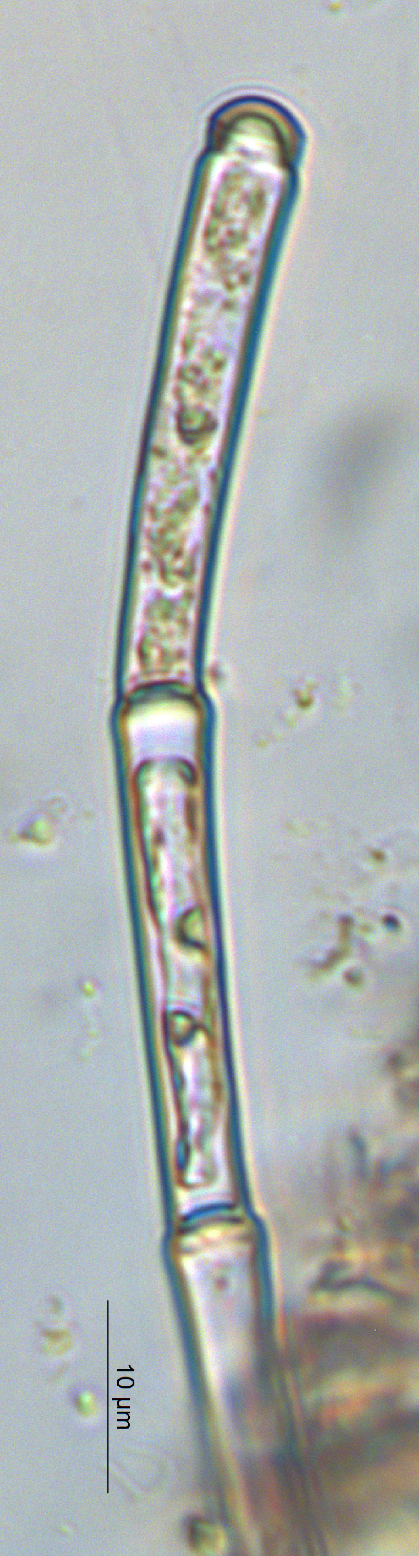 Oedogonium image
