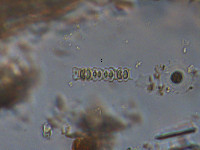 Image of Onychonema filiforme