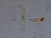 Image of Sphaerozosma laeve